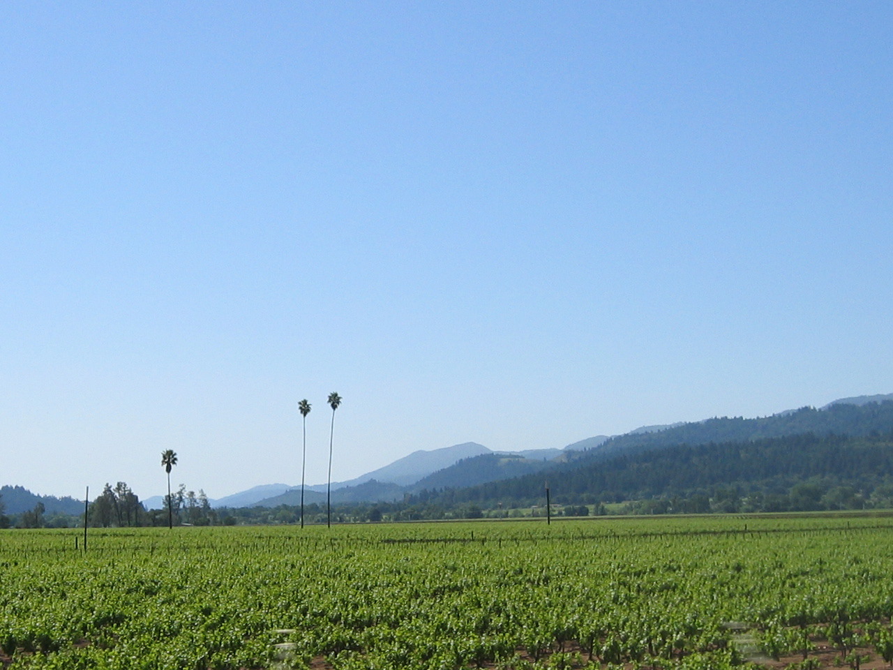 I guess the palm trees act as scarecrows?