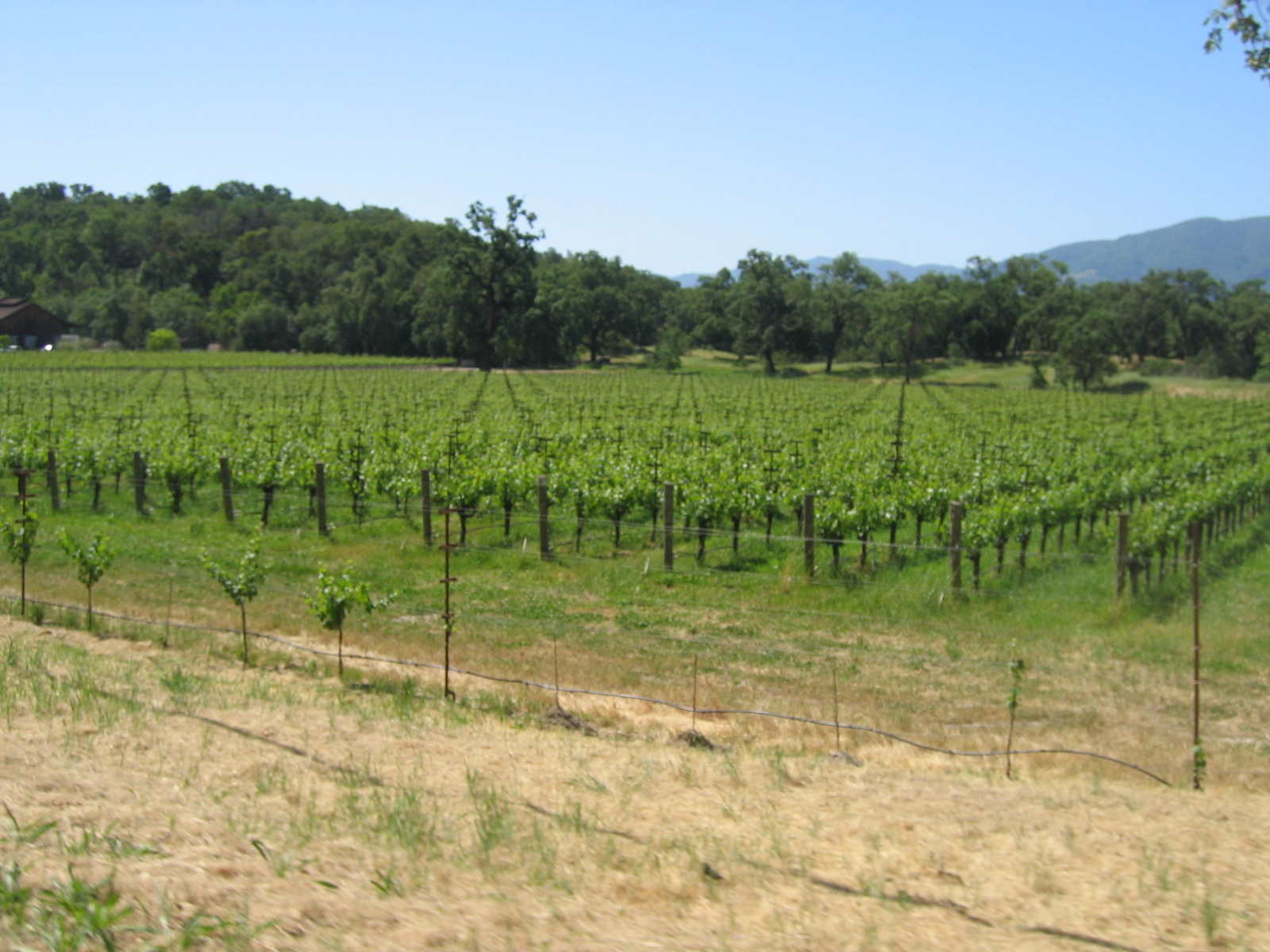 see the subtle patterns in the rows of grape vines?