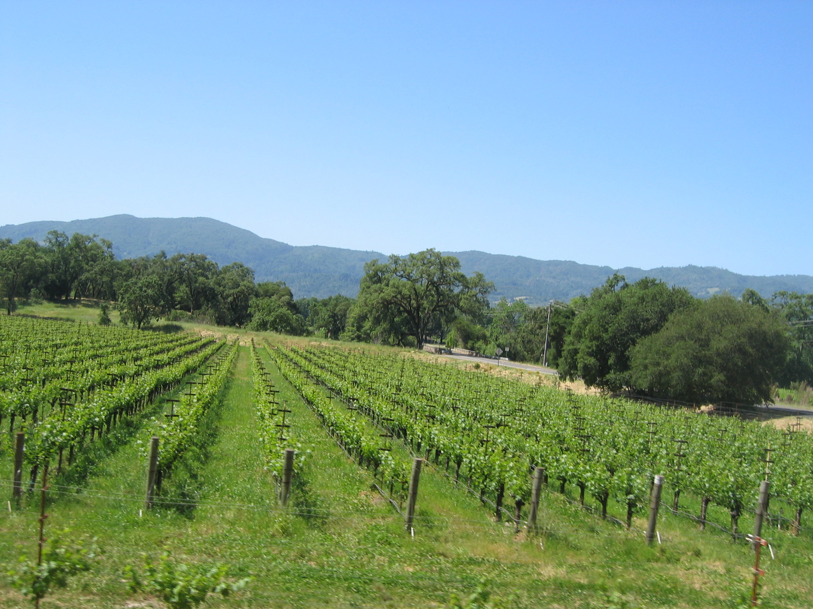 This grower's technique is to plant grass in between the vines.  Flavor enhancer or lazy farmer?