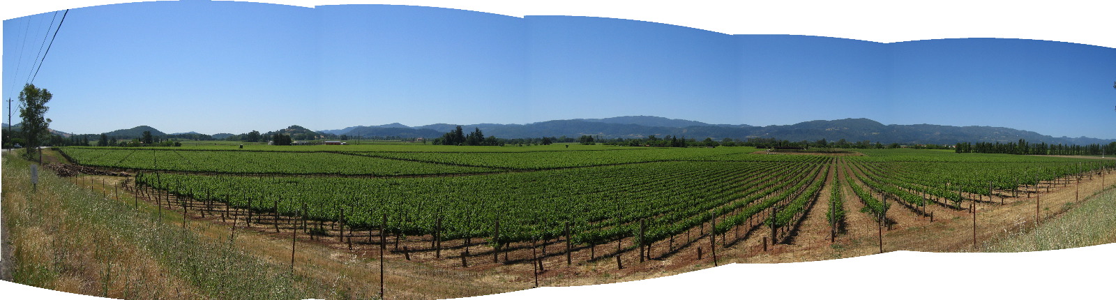 Panorama of vineyard