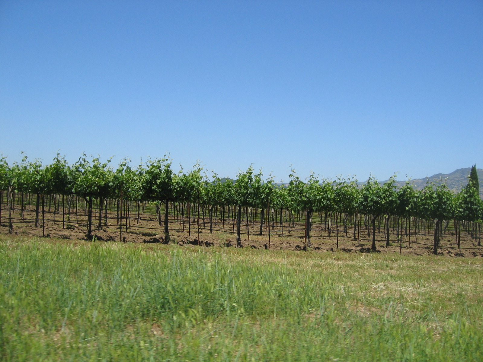 Tall vines