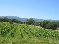 This grower's technique is to plant grass in between the vines.  Flavor enhancer or lazy farmer?